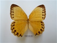 藏品(箭環蝶)的圖片